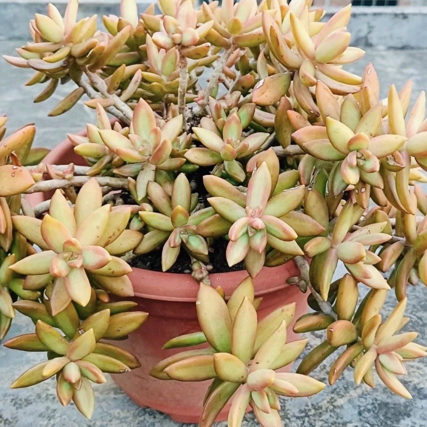 Sedum ‘Firestorm’ Succulent - 3 Unrooted Cuttings (3-4 Inches) for Easy Propagation and Garden Planting