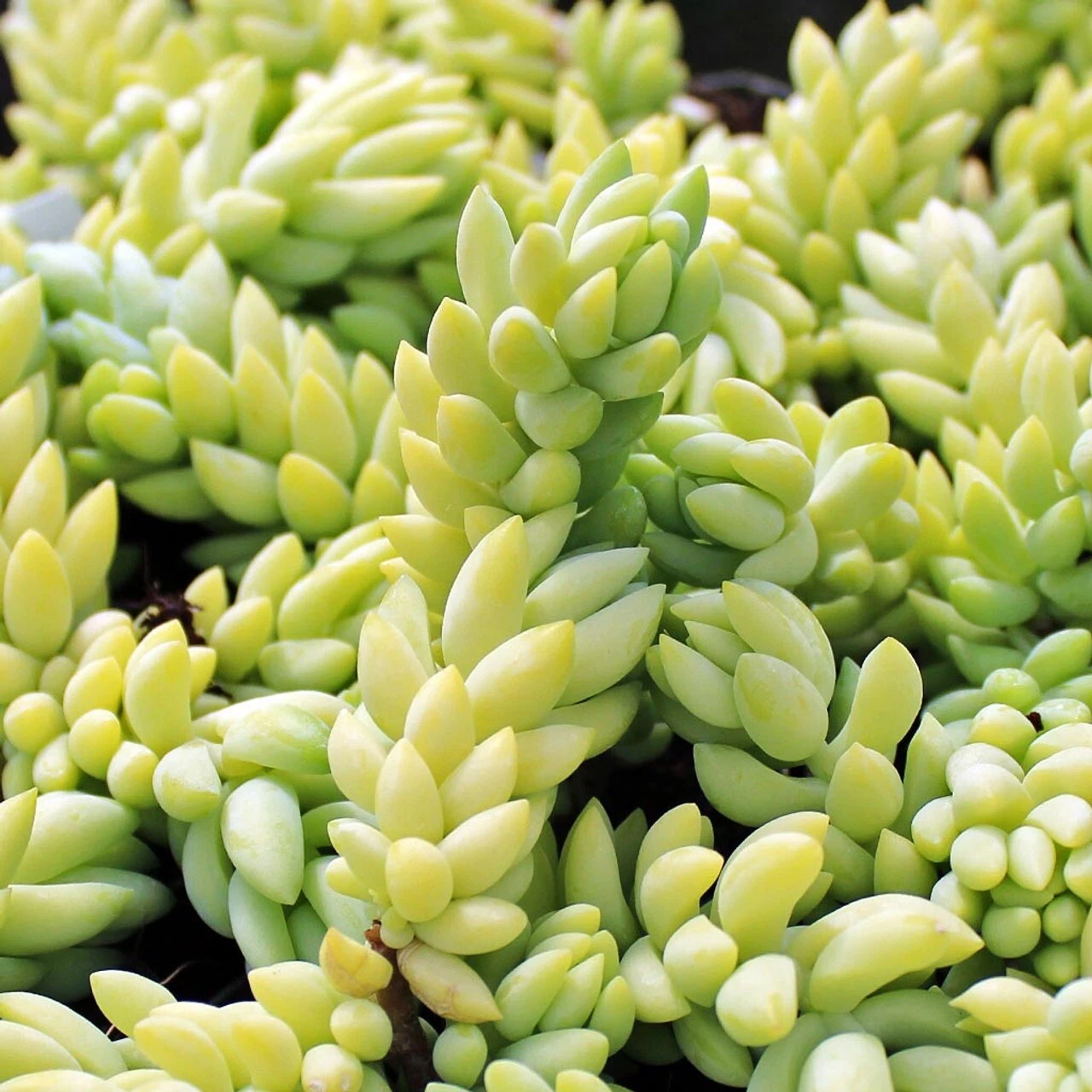 Succulent Cuttings, Burro’s Tail, Sedum morganianum, Trailing, Unrooted Live Propagation Cuttings