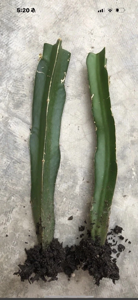 Rooted Dragon Fruit Plants 8 Inch Hylocereus Cactus Vines Live Climbing Cactus for Garden & Container