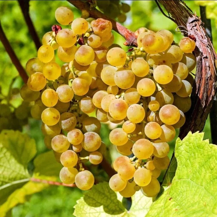Live Traminette Grape Plant 10-16 Inches Vitis Hybrid Starter Vine for Vineyard & Garden Growing