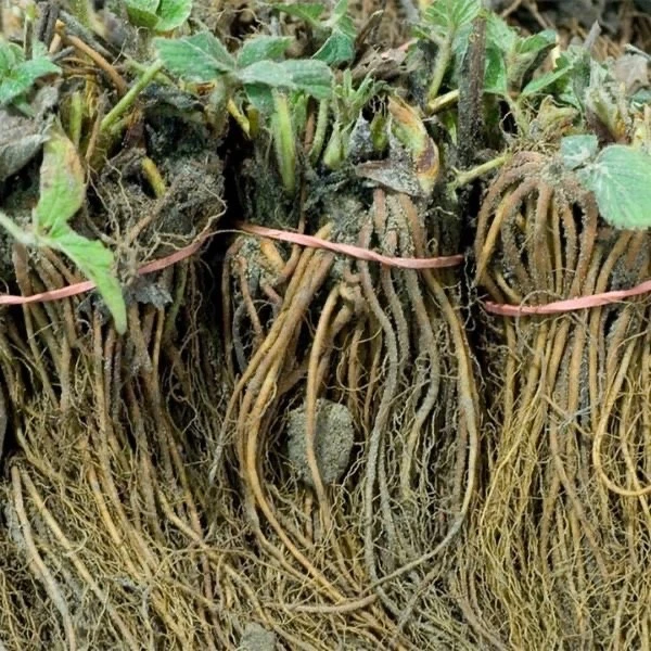 Fort Laramie Everbearing Strawberry Bare Roots - 50 Cold Hardy Plants for Garden Beds