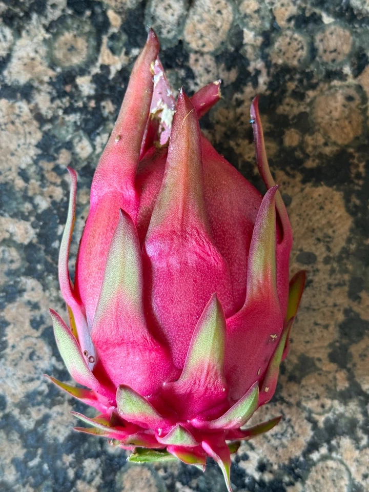 Trish Red Australian Dragon Fruit Cutting – 8–10 Inch Unrooted Hylocereus Cactus Vine for Planting