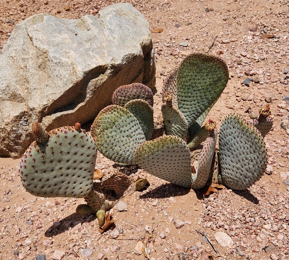 Opuntia basilaris Beavertail Prickly Pear Cactus Pad Cutting for Propagation, Drought-Tolerant Desert Ornamental Plant