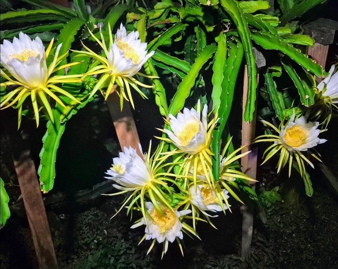 Colombian Yellow Dragon Fruit Cuttings – 8 Unrooted Selenicereus megalanthus Stems for Propagation