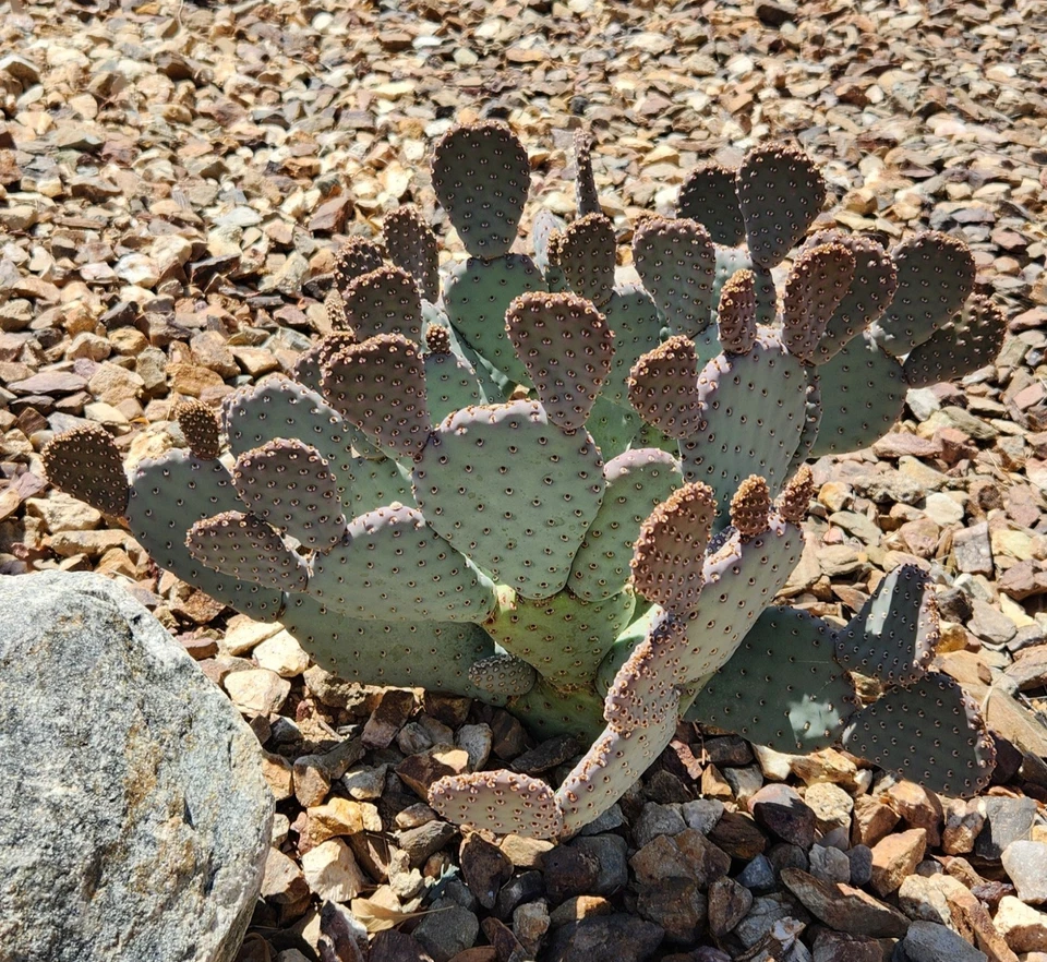 Opuntia basilaris ‘Caudata’ Baby Beavertail Prickly Pear Cactus Pad for Planting - Unrooted Succulent