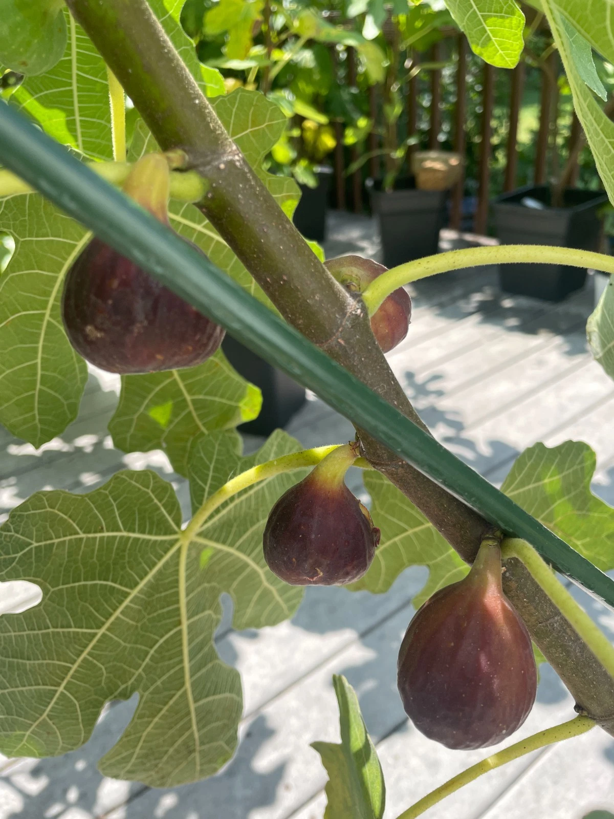Organic Chicago Hardy Fig Cuttings – 4 Dormant Unrooted Ficus carica Cold Hardy Fruit Tree Cuttings