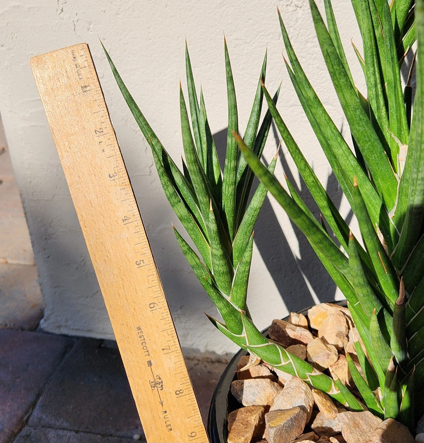 Sansevieria francisii Snake Plant Cutting – Unrooted Succulent Propagation for Indoor Growing