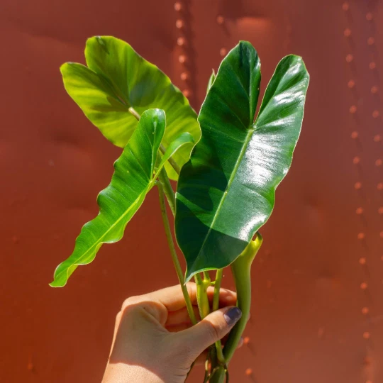 Philodendron Burle Marx Cutting – Unrooted Propagation Plant with Air Roots and Multiple Nodes