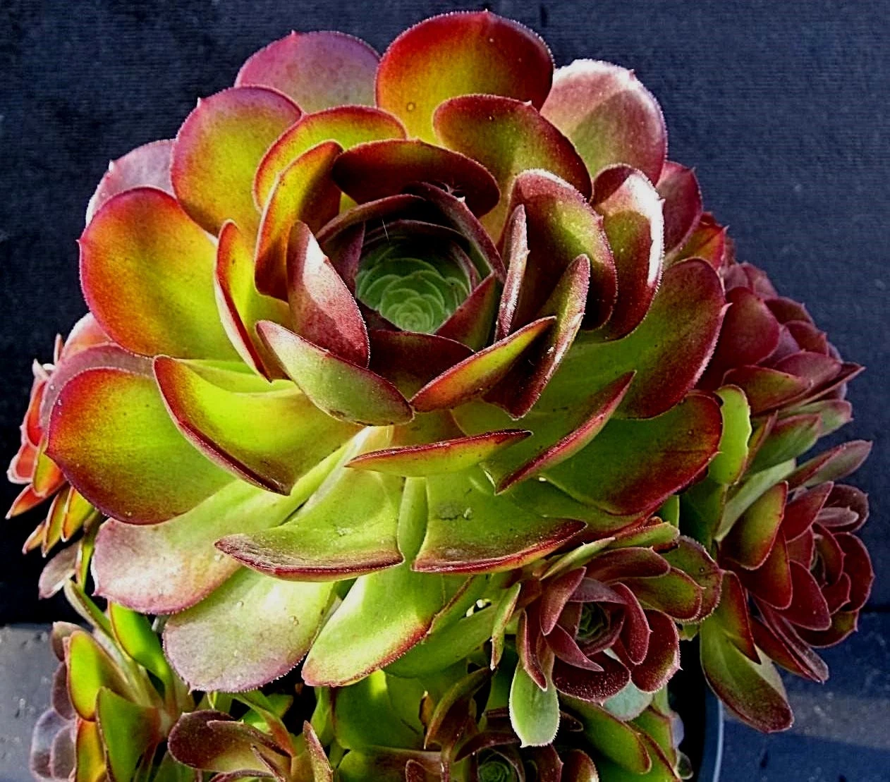 Aeonium Durango Succulent Cuttings – 2 Live Unrooted Rosette-Forming Succulents for Propagation