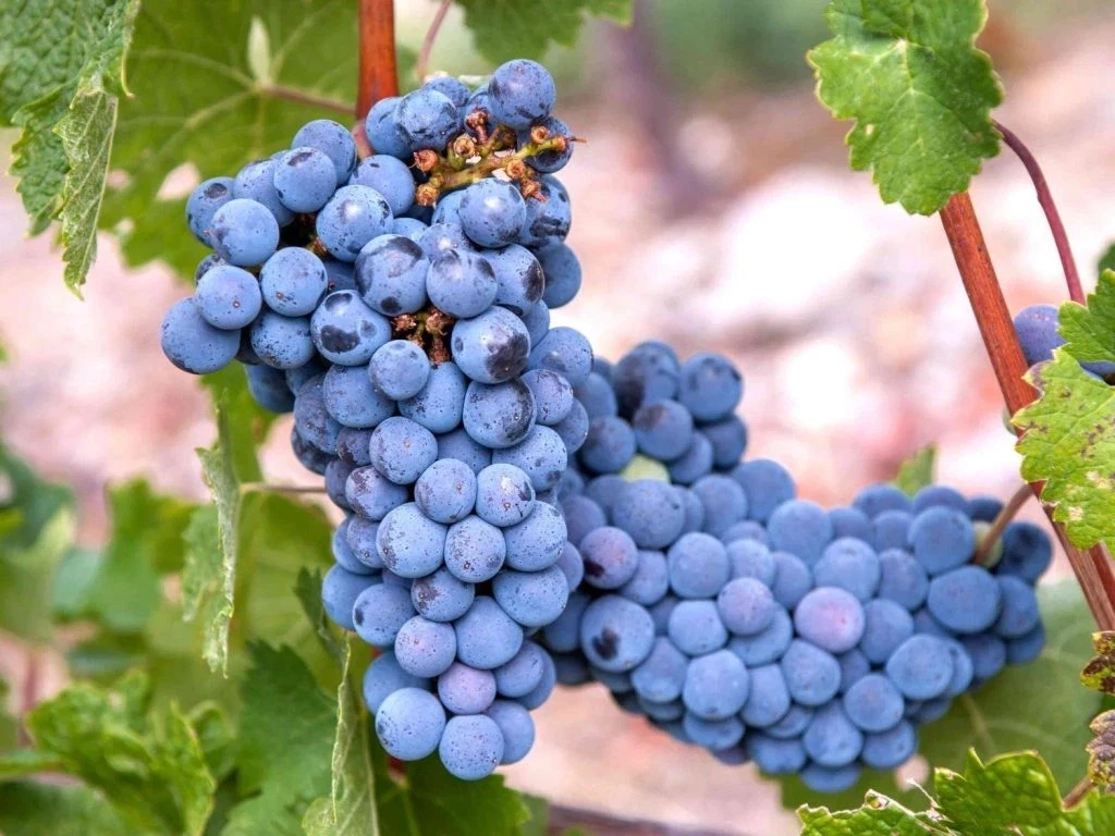 Grape Vine Cuttings – 10 Green ‘Mars’ Vitis spp. Propagation Climbing Vine for Garden Support