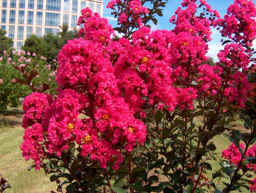 Dark Pink Crepe Myrtle Cuttings – Lagerstroemia indica 6" Unrooted Live Stems for Flowering Landscape, Garden, Hedges