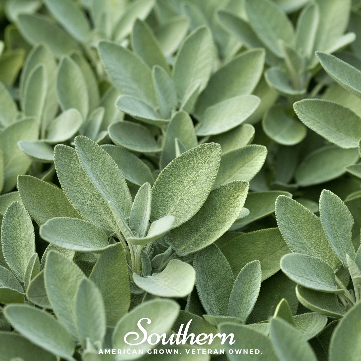 Broadleaf Sage Seeds | Heirloom Culinary Herb for Kitchen Gardens | Salvia officinalis | Drought-Tolerant Perennial