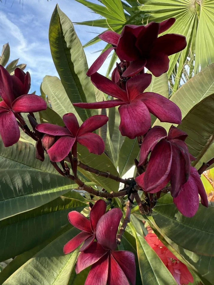 Hawaiian Deep Red Ulaula Plumeria Cutting – 10 Inch Y-Shaped Plumeria rubra for Propagation
