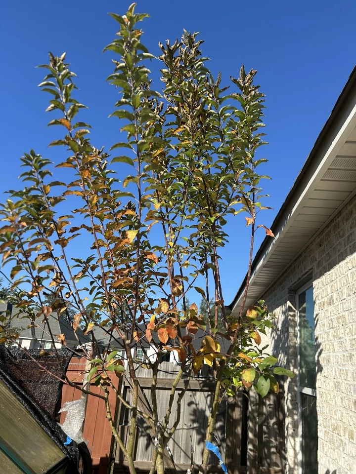 Apple Tree Scion Cuttings – Malus domestica Grafting & Rooting Live Plant Material