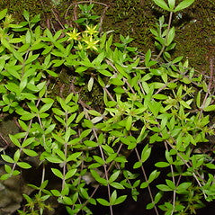Sedum sarmentosum Cuttings β Live Creeping Succulent Groundcover β Drought Tolerant, Hardy Perennial for Rock Gardens & Borders