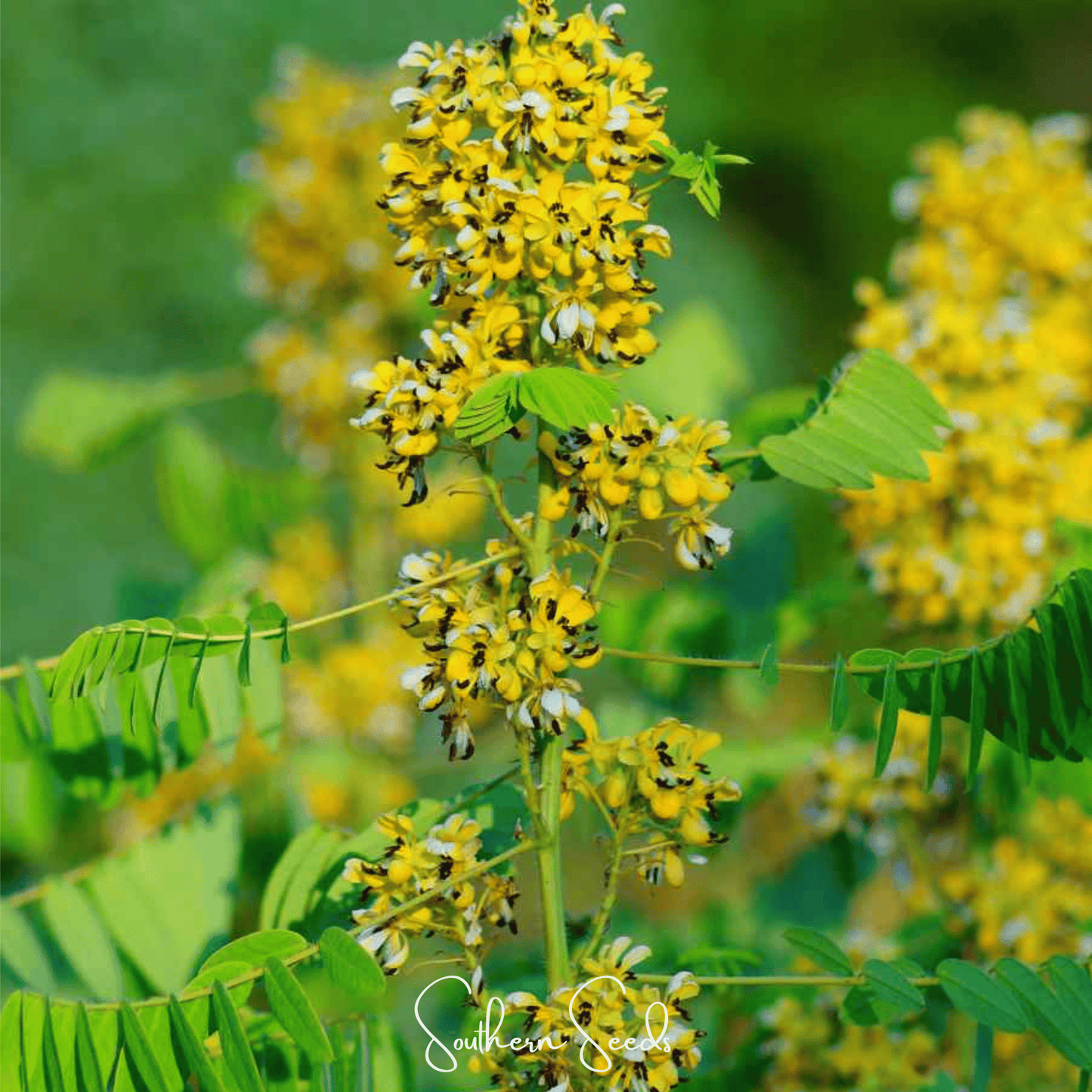 Wild Senna Seeds β Native Perennial Flower for Pollinator Gardens, Bright Yellow Blooms, Senna hebecarpa, 20 Seeds