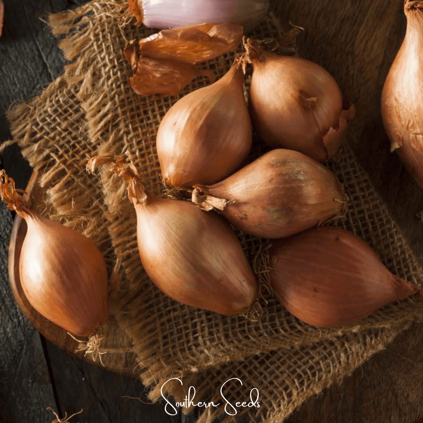 Davidor Shallot Seeds – Non-GMO, Hybrid, Allium cepa, Culinary, 50 Seeds