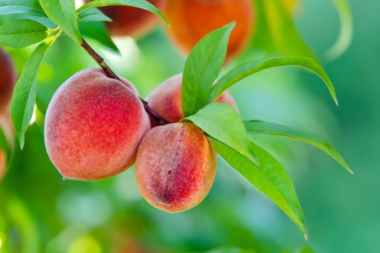7 Prunus persica Peach Cuttings – California Variety Live 6" Stems for Home Orchards & Gardens