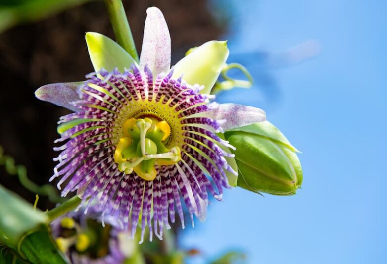 Passiflora "Bounty" Passion Fruit Vine β Cold Hardy Climber with Fragrant Flowers & Edible Fruit β Live Plant for Gardens & Containers