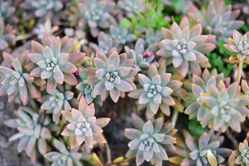 Rare Echeveria Ghost Plant Cuttings β 2" to 4" Rosettes, Graptopetalum paraguayense, Pale Pink-Grey Succulents, Easy to Root