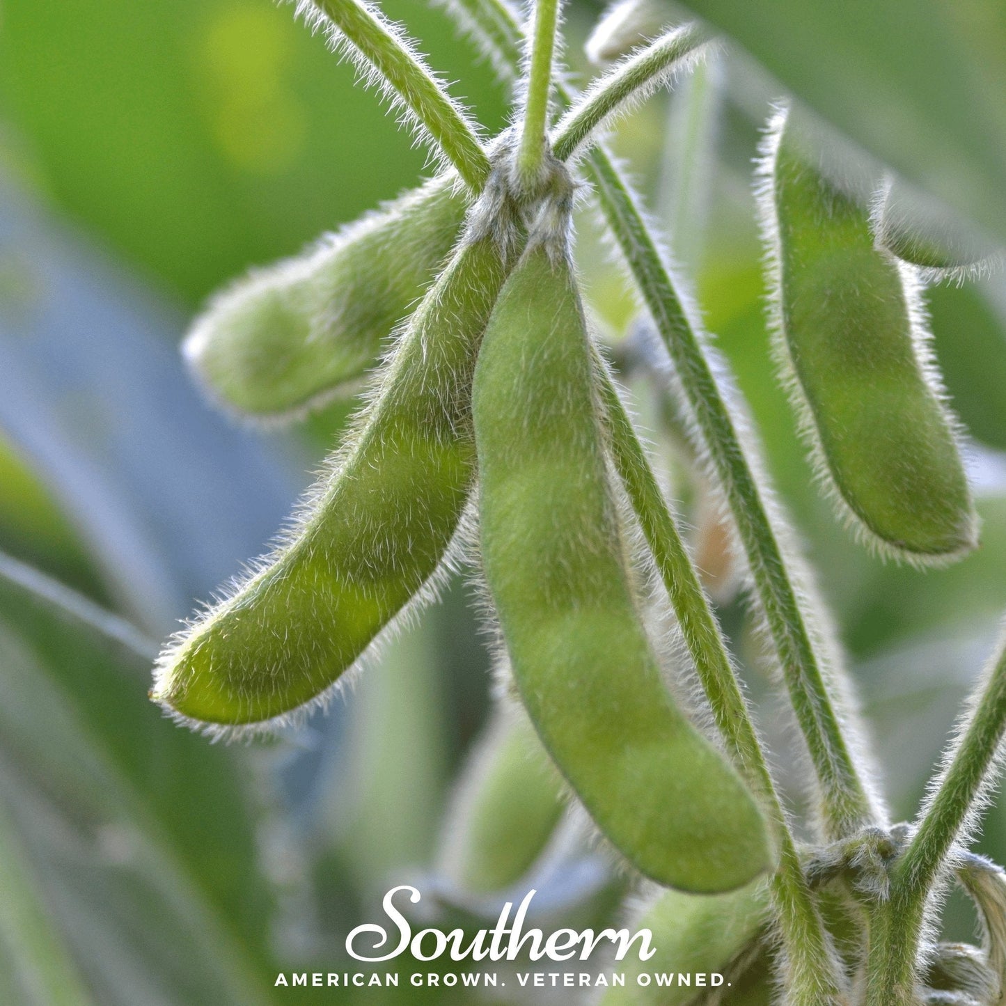 Tohya Soybean Seeds - Edamame, Non-GMO, Heirloom, Open Pollinated, American Grown, Glycine max, 50 Seeds