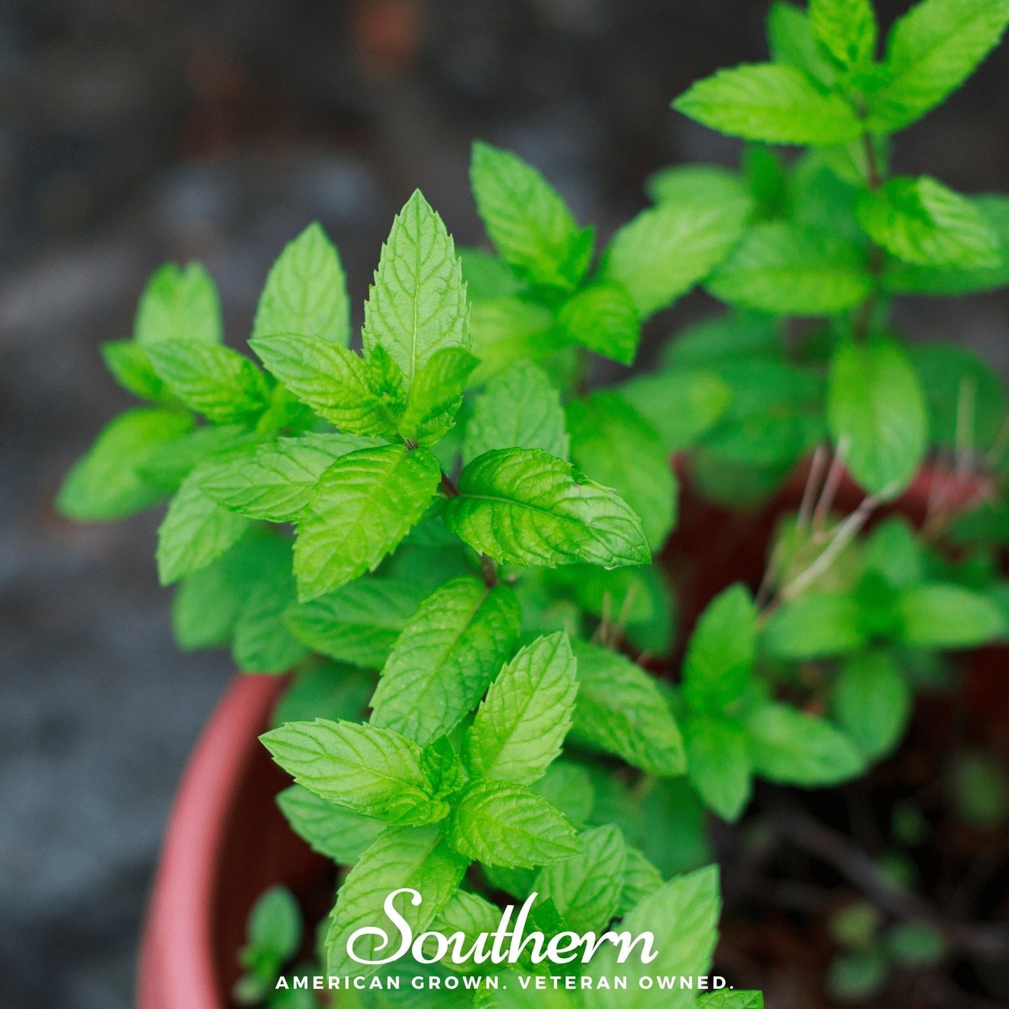 Spearmint Seeds 200 Count | Mentha spicata Herb for Tea & Culinary Gardens | Heirloom, Non-GMO, Perennial