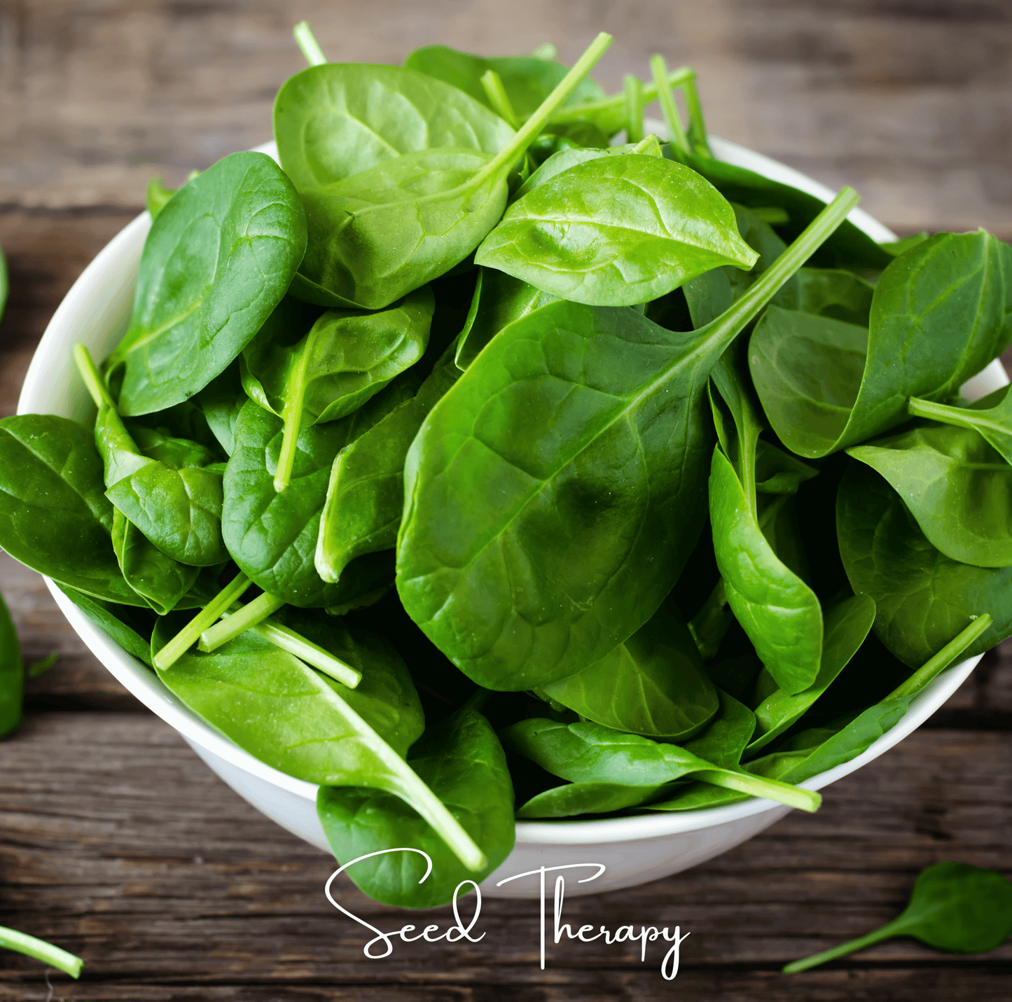Bloomsdale Spinach Seeds β Heirloom, Open Pollinated, Non-GMO, 150 Seeds, Cool-Weather Green, Dark Green, Thick Leaves, Spinacia oleracea