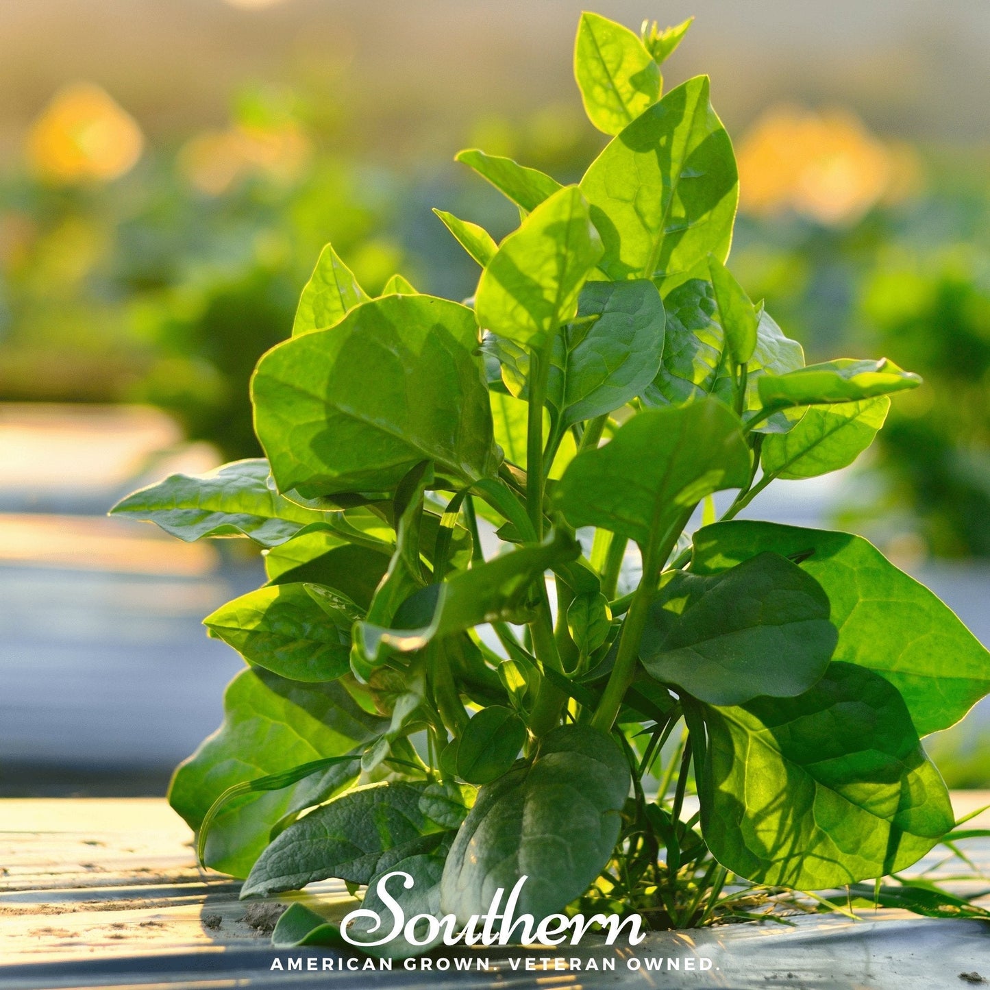 Malabar Green Spinach Seeds – 100 Non-GMO Heirloom, Easy to Grow, American Grown Basella rubra
