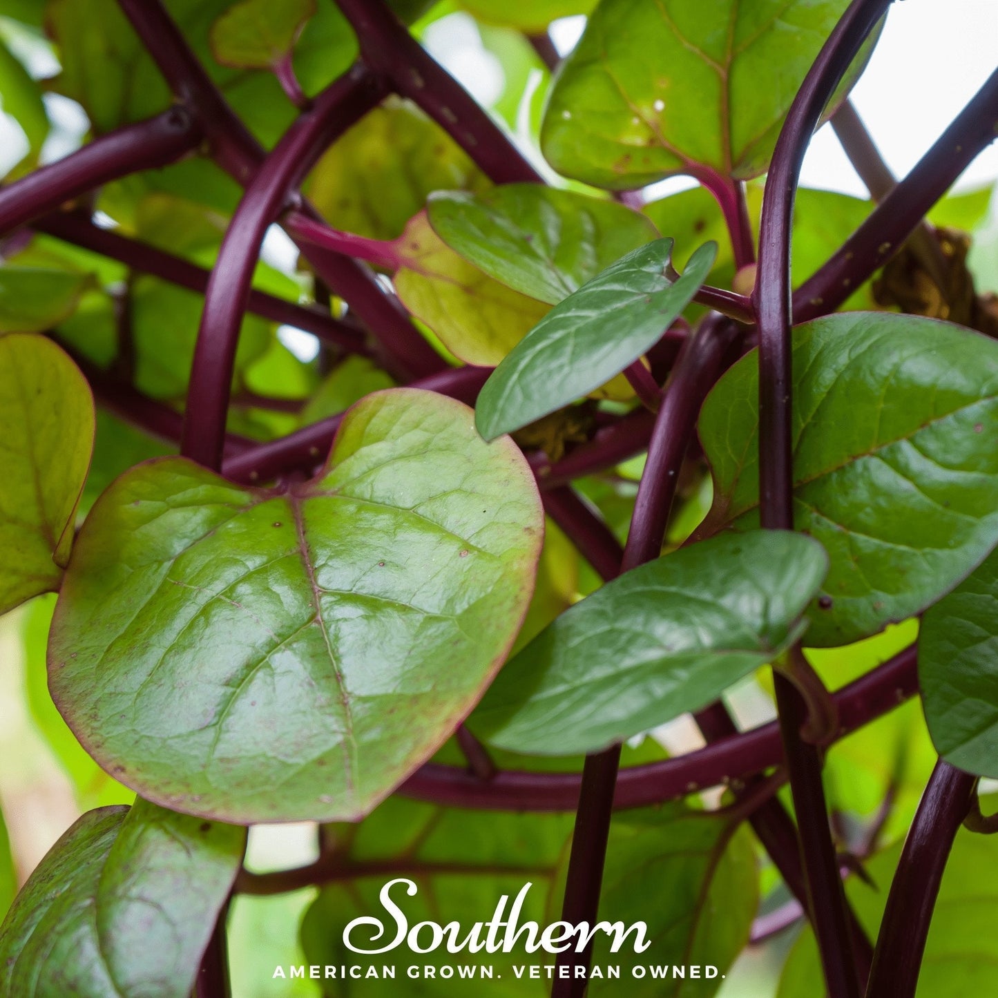 Malabar Red Spinach Seeds – Heirloom, Heat-Tolerant Vine, Deep Red Stems & Glossy Green Leaves, 50 Seeds