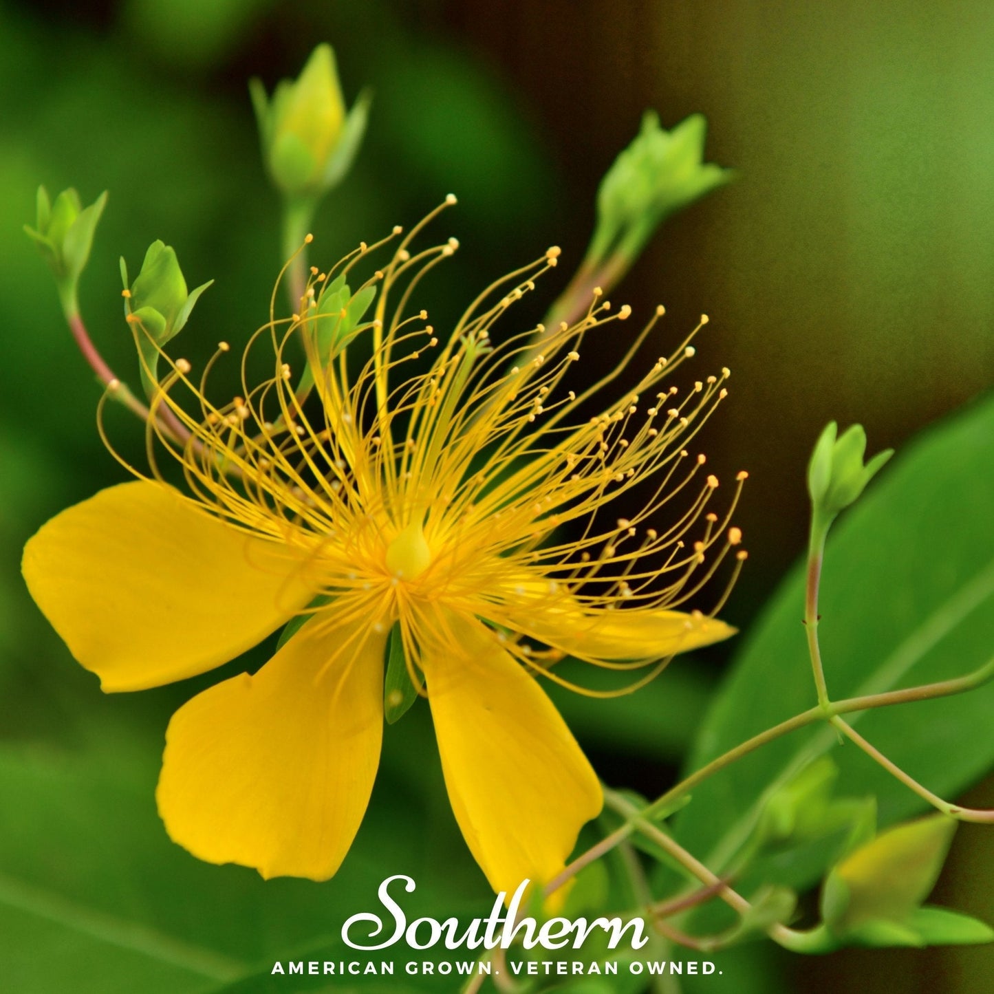 Greater St. John's Wort Seeds β Native Perennial Wildflower with Bright Yellow Flowers, Pollinator Friendly, Hypericum pyramidatum, 100 Seeds