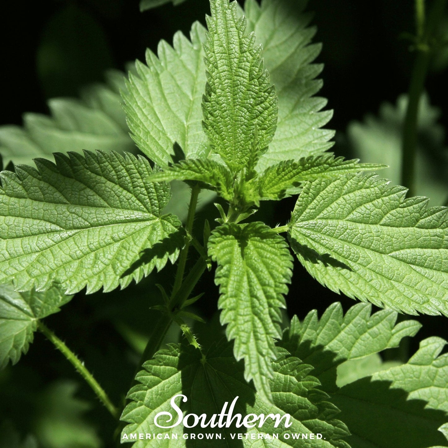 Stinging Nettle Seeds β 100 Heirloom Urtica dioica Perennial Edible Green for Cooking & Herbal Tea