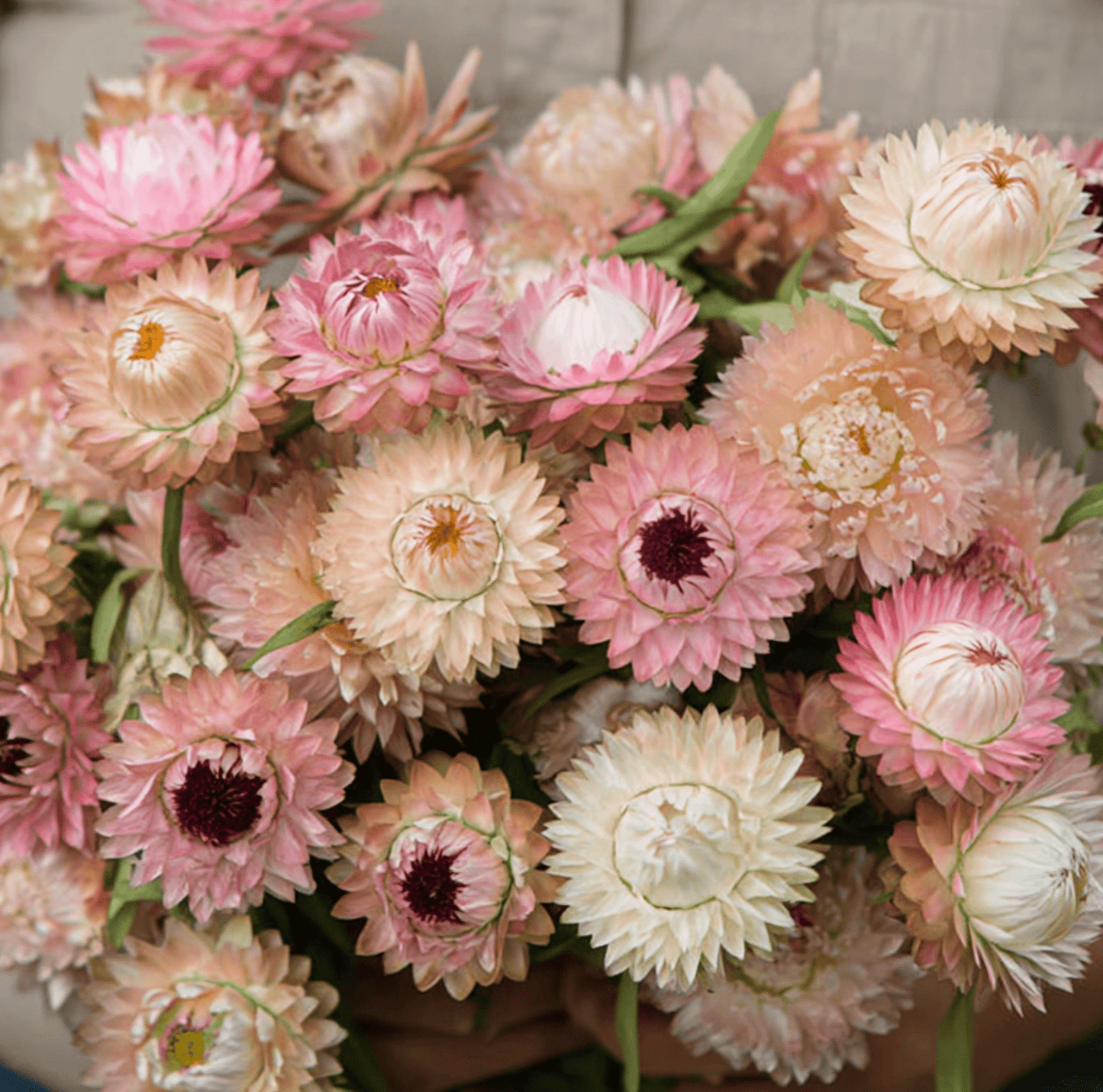 Silver Rose Strawflower Seeds – Heirloom, Dried & Fresh Cut Flowers, 25 Seeds, Xerochrysum bracteatum