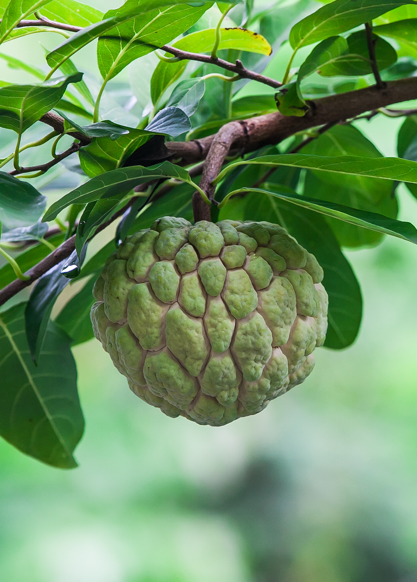 Sugar Apple Seedling, Annona Squamosa, Tropical Fruit Tree, Small Deciduous Shrub for Edible Garden