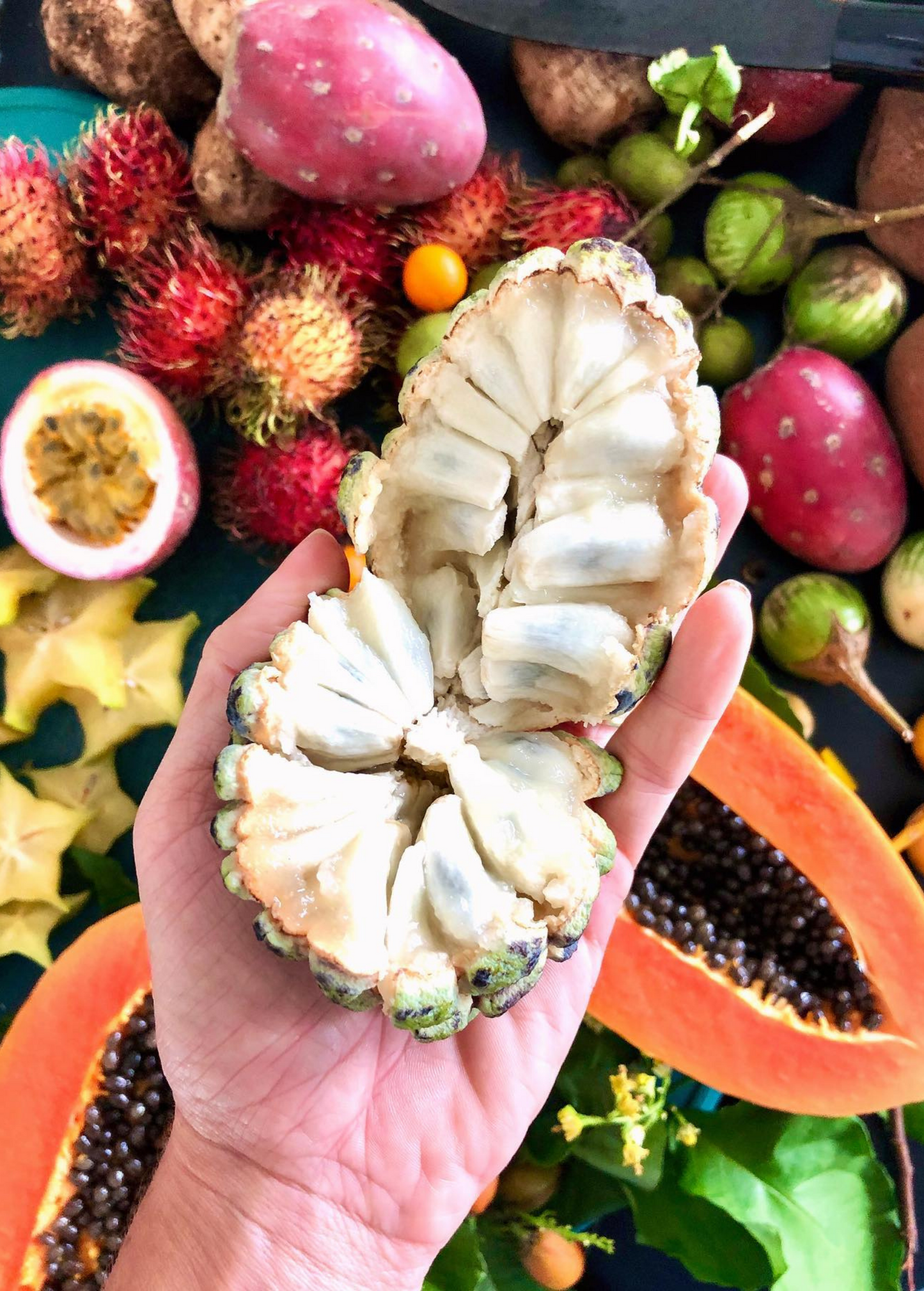 Sugar Apple Seedless Fruit Tree, Na Dai Annona squamosa, Tropical Compact Tree for Small Gardens