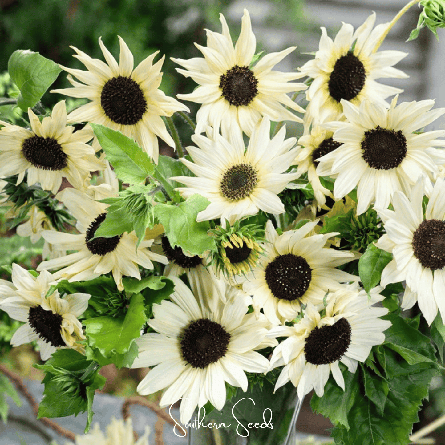 Italian White Sunflower Seeds – Heirloom, Branching, Creamy White Flowers, Dark Chocolate Center, Pollinator Friendly, Open Pollinated