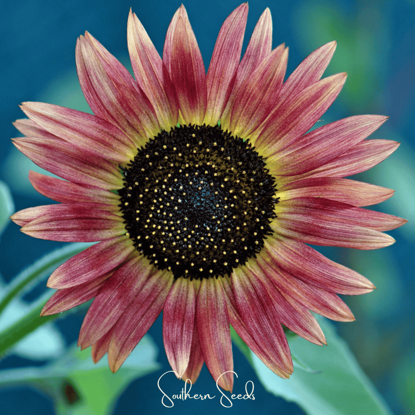 Strawberry Blonde Sunflower Seeds – Multi-Toned, Pollen-Free, Cutting Garden, Helianthus annuus, 25 Seeds