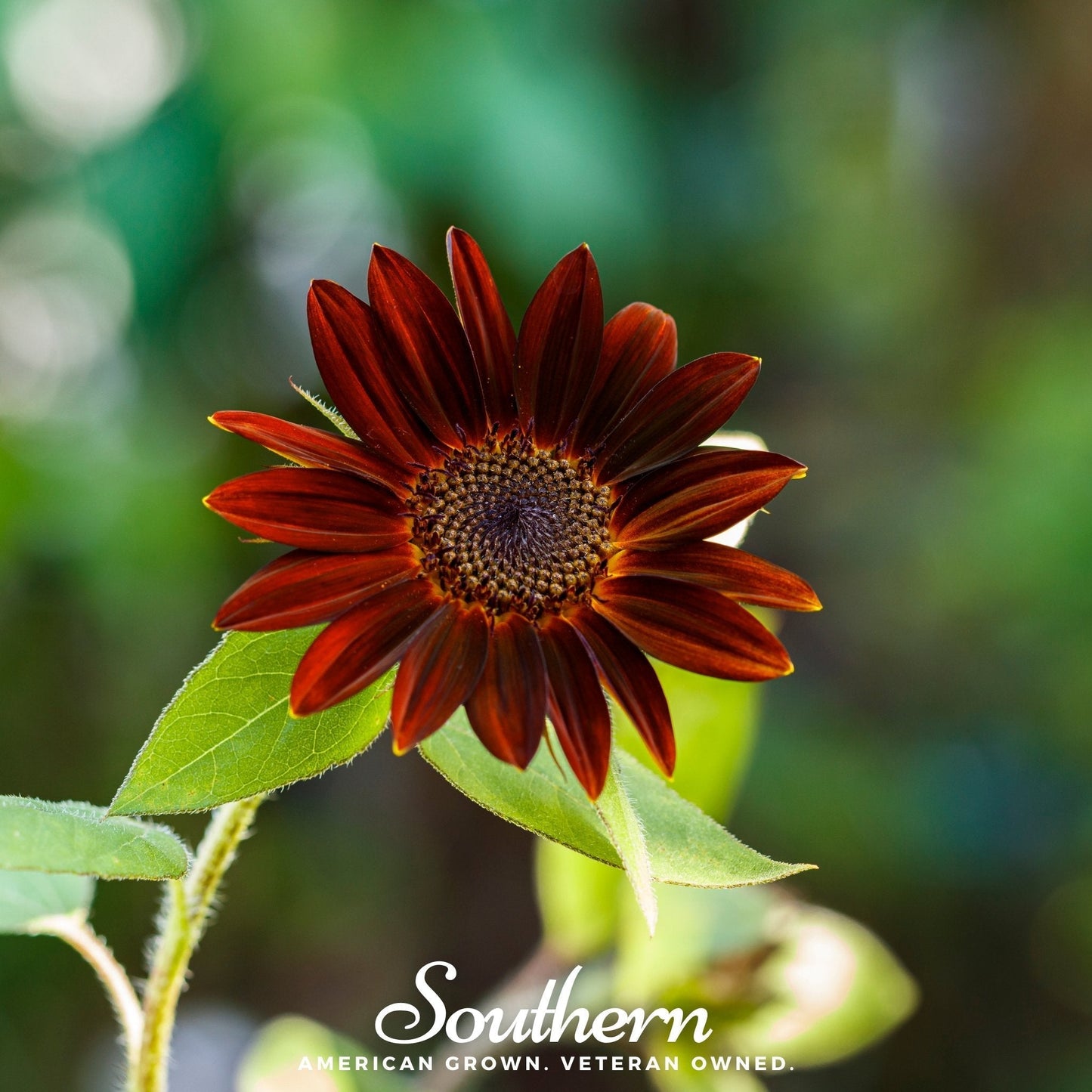 Velvet Queen Sunflower Seeds – Heirloom, Deep Burgundy Red, 25 Seeds, Helianthus annuus, Cutting Garden, Bee & Butterfly Friendly