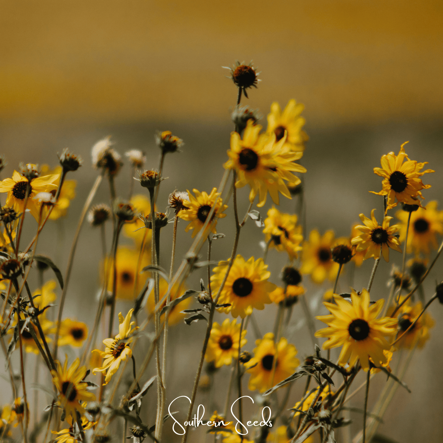 Wild Annual Sunflower Seeds – Native Helianthus annuus, Golden Yellow, Heirloom, Open Pollinated, 50 Seeds