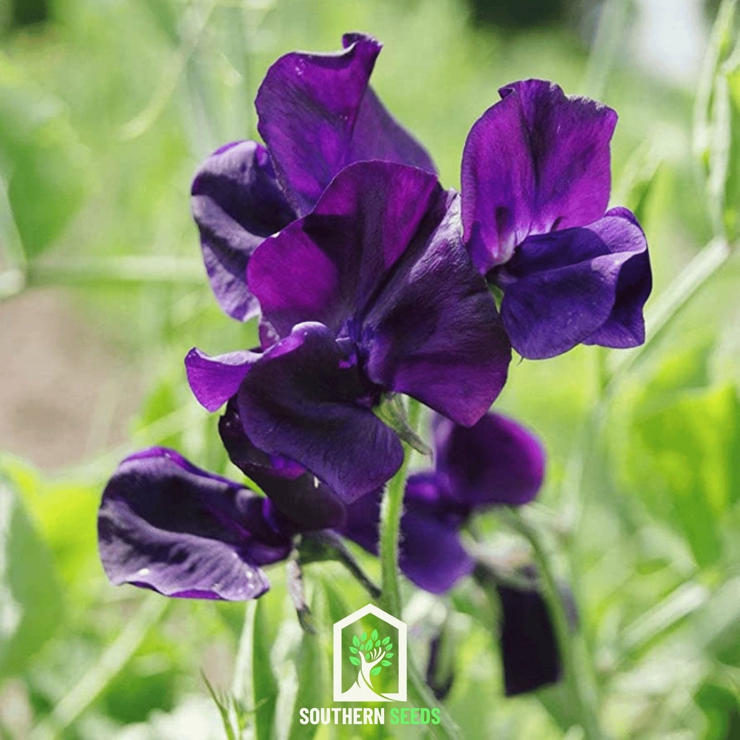 Royal Navy Blue Sweet Pea Seeds – Fragrant, Navy Blue Flowers, Lathyrus odoratus, Heirloom, Non-GMO, Annual Garden Seeds