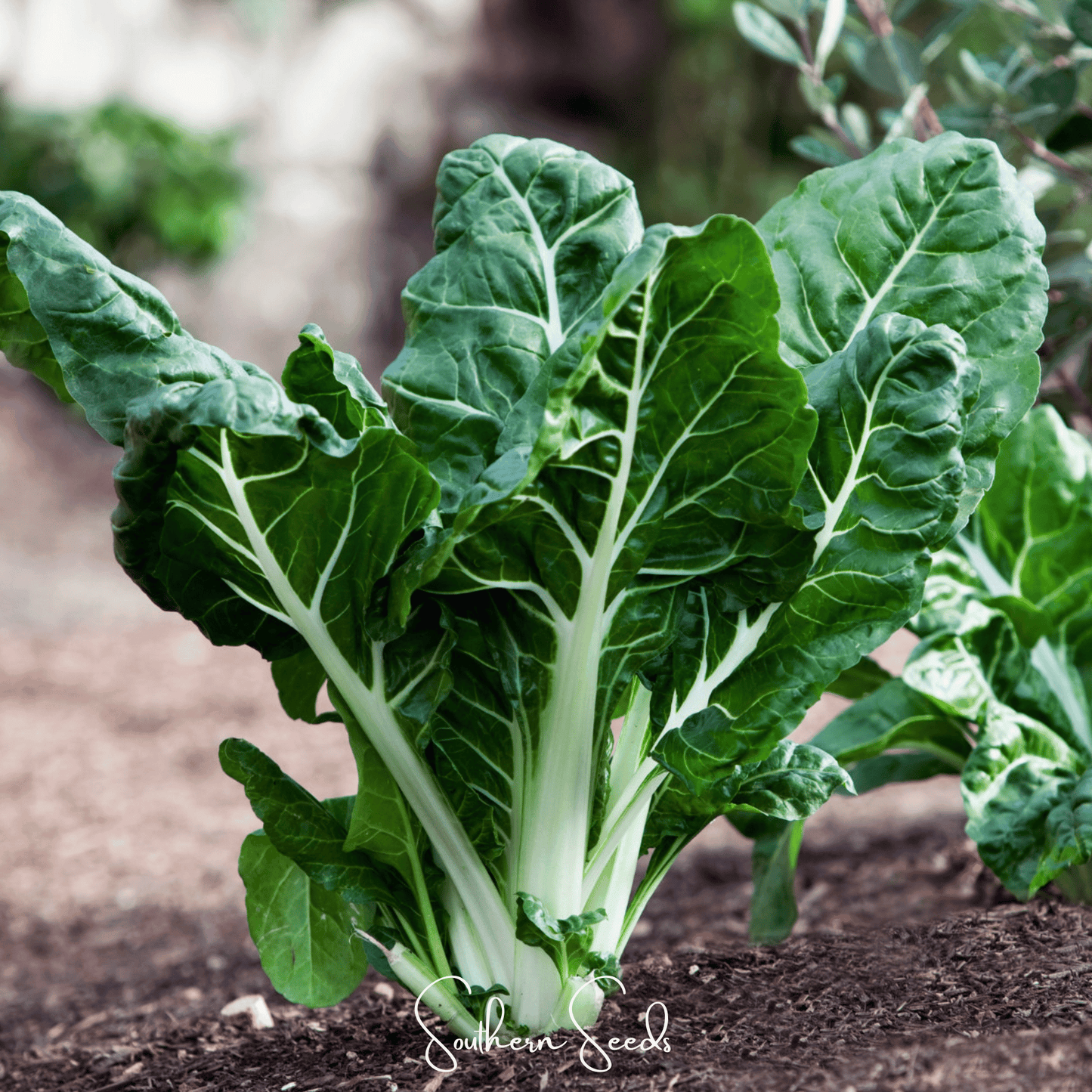 Lucullus Swiss Chard Seeds – Heirloom, Open Pollinated, Non-GMO, Beta vulgaris