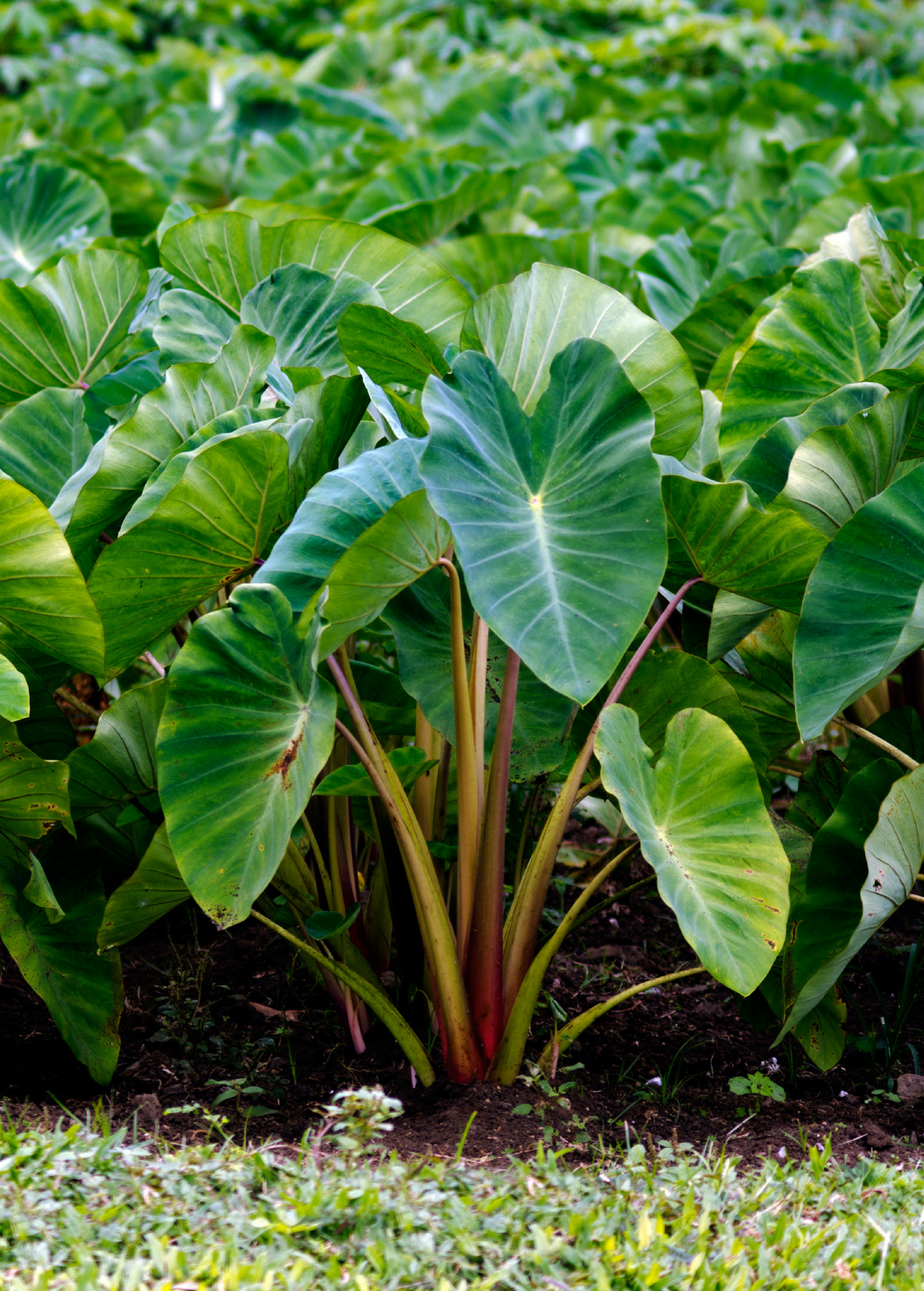 Taro Root Plant Red Colocasia esculenta Tropical Perennial Herbaceous Ornamental & Edible