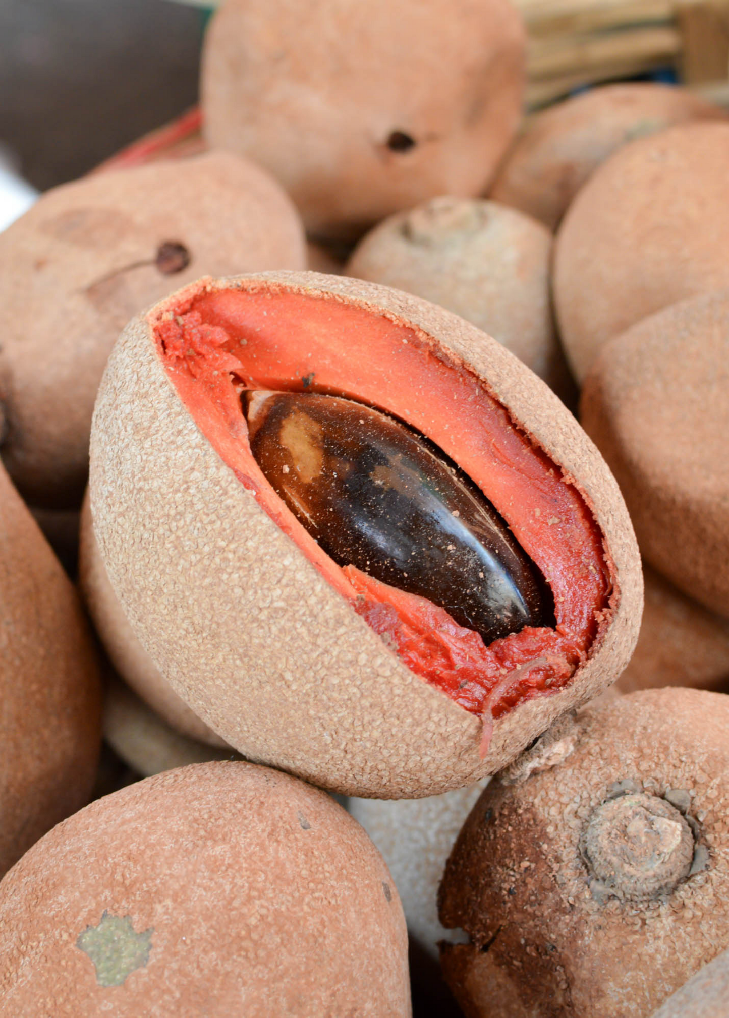 Mamey Sapote 'Tazumal' Fruit Tree – Tropical Pouteria sapota with Pink Flesh, Medium Size, Fast-Growing, Edible Dessert Fruit