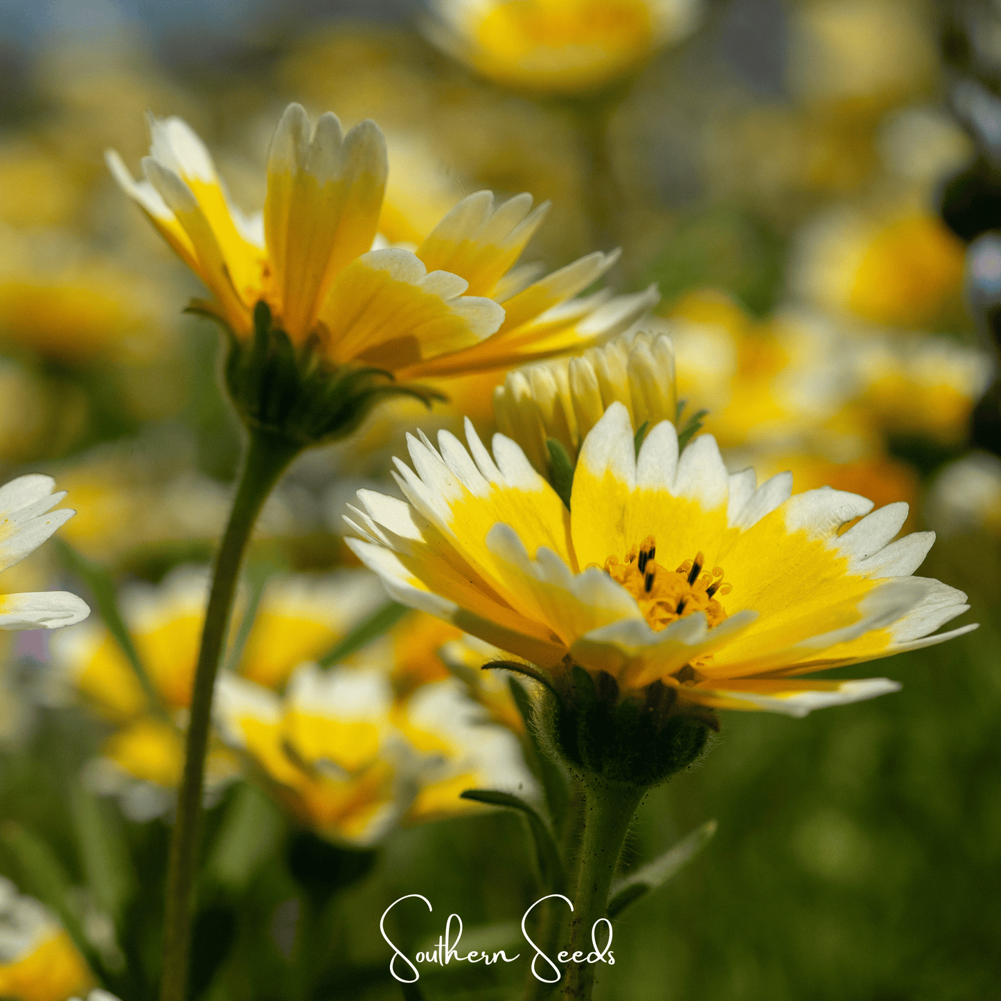 Tidy Tips Wildflower Seeds – 100 Heirloom Native California Daisies (Layia platyglossa) for Pollinators & Drought Tolerance