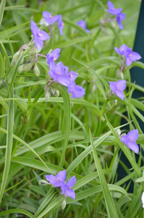 Tradescantia bracteata Seeds β Longbract Spiderwort Native Perennial Wildflower, Blue Purple Blooms, Pollinator Plant, 150 Seeds