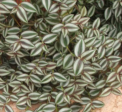 Tradescantia Zebrina Cuttings 6" | Wandering Jew Plant | Purple & Green Striped Foliage | Easy Indoor Houseplant Propagation
