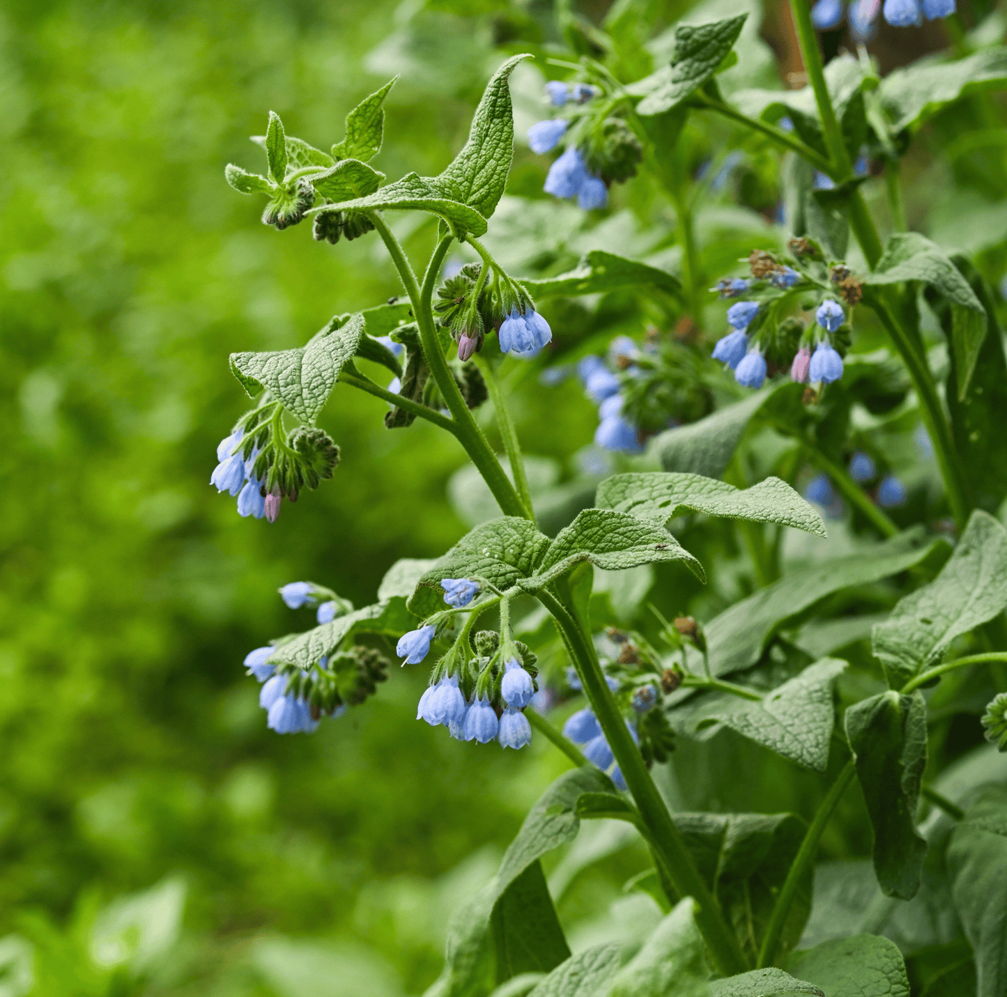 True Comfrey Seeds β Heirloom Perennial for Organic Gardening, Compost Tea & Fertilizer β Symphytum officinale