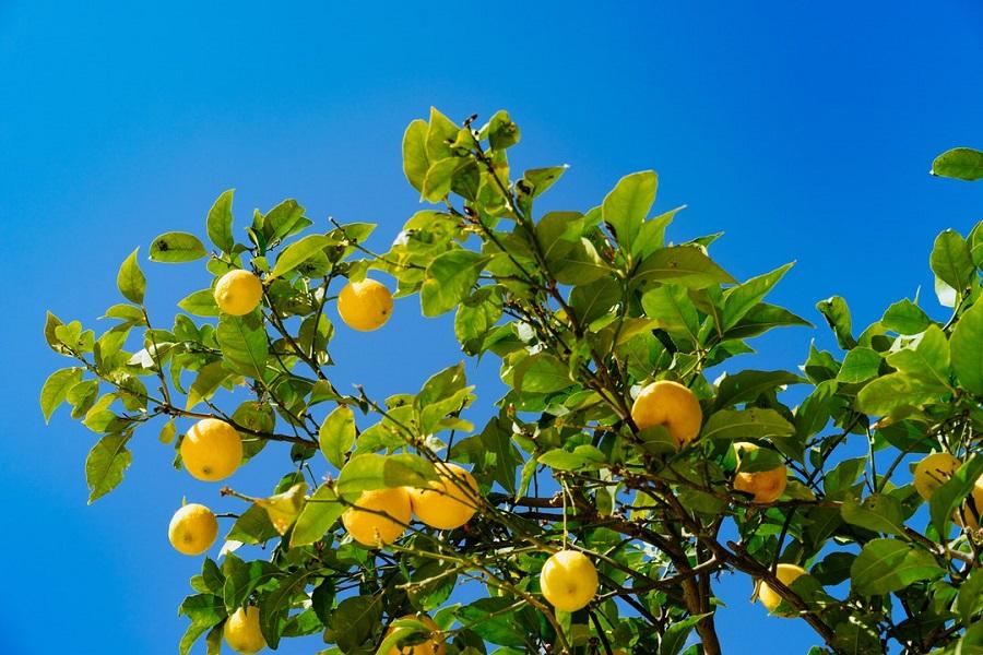 Lemon Tree Seedling 2-3 Inches Bare Root Citrus limon Live Plant Fruit Tree Starter Indoor Outdoor Patio Garden