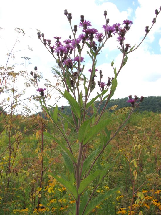 Vernonia Noveboracensis Seeds β Native Wildflower, Purple Blooms, Pollinator Plant, New York Ironweed, Perennial Seed Pack
