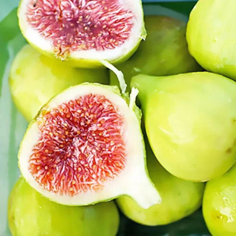 Verte Fig Tree Cuttings Unrooted – Ficus carica Green Fig Scion Wood for Propagation & Grafting