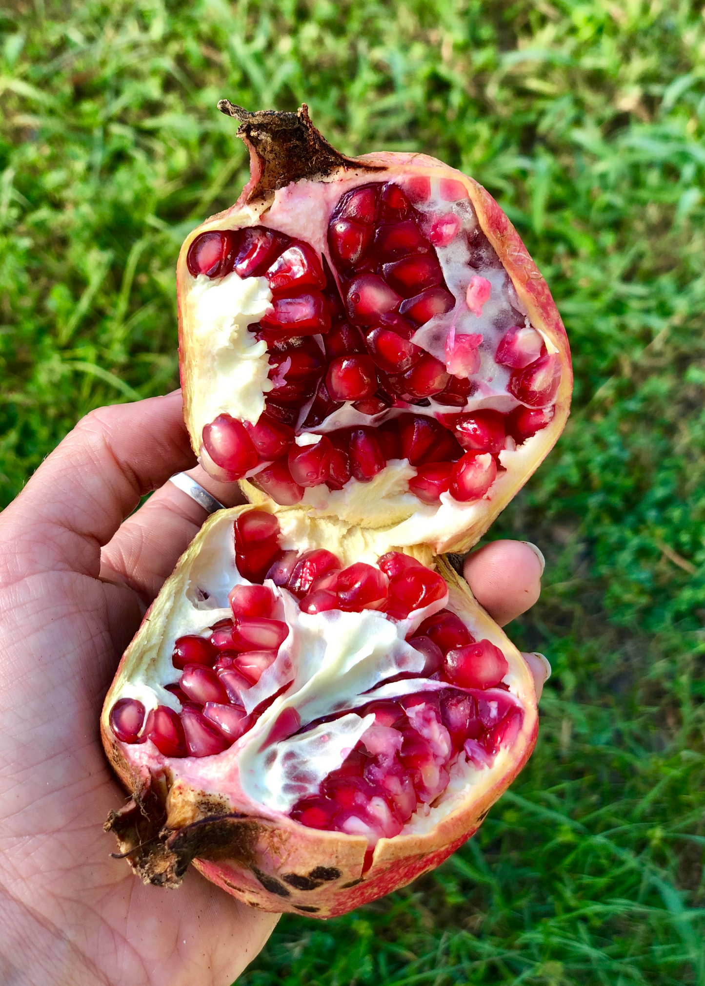 Pomegranate 'Vietnamese Pink' Fruit Tree - Sweet Pink Arils, Edible, Ornamental, Punica granatum